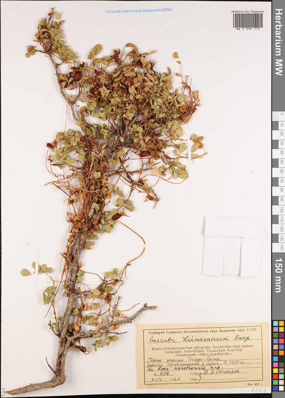 Повилика Лемана Bunge, Средняя Азия и Казахстан, Западный Тянь-Шань и Каратау (M3) (Казахстан)