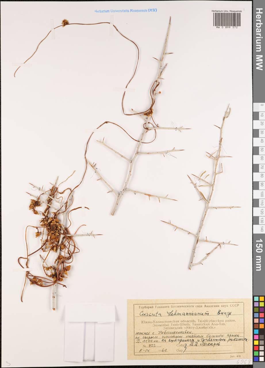 Повилика Лемана Bunge, Средняя Азия и Казахстан, Западный Тянь-Шань и Каратау (M3) (Казахстан)