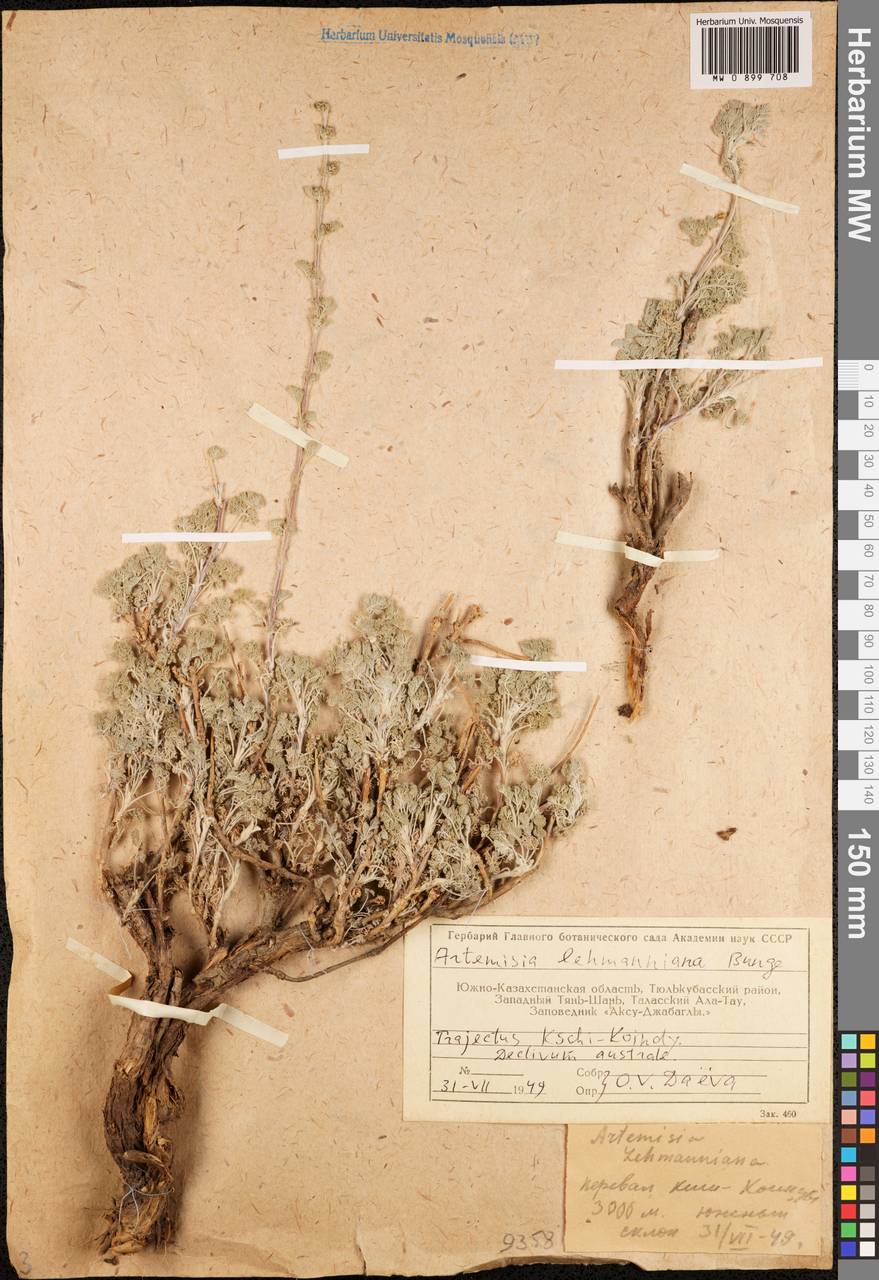 Полынь Лемана Bunge, Средняя Азия и Казахстан, Западный Тянь-Шань и Каратау (M3) (Казахстан)