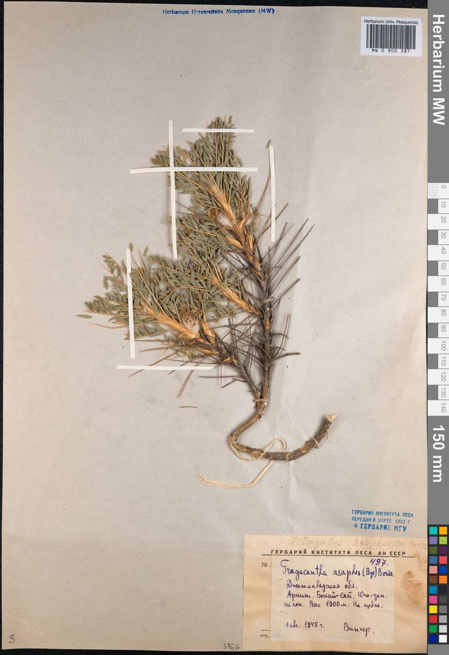 Astragalus asaphes Bunge, Средняя Азия и Казахстан, Западный Тянь-Шань и Каратау (M3) (Киргизия)