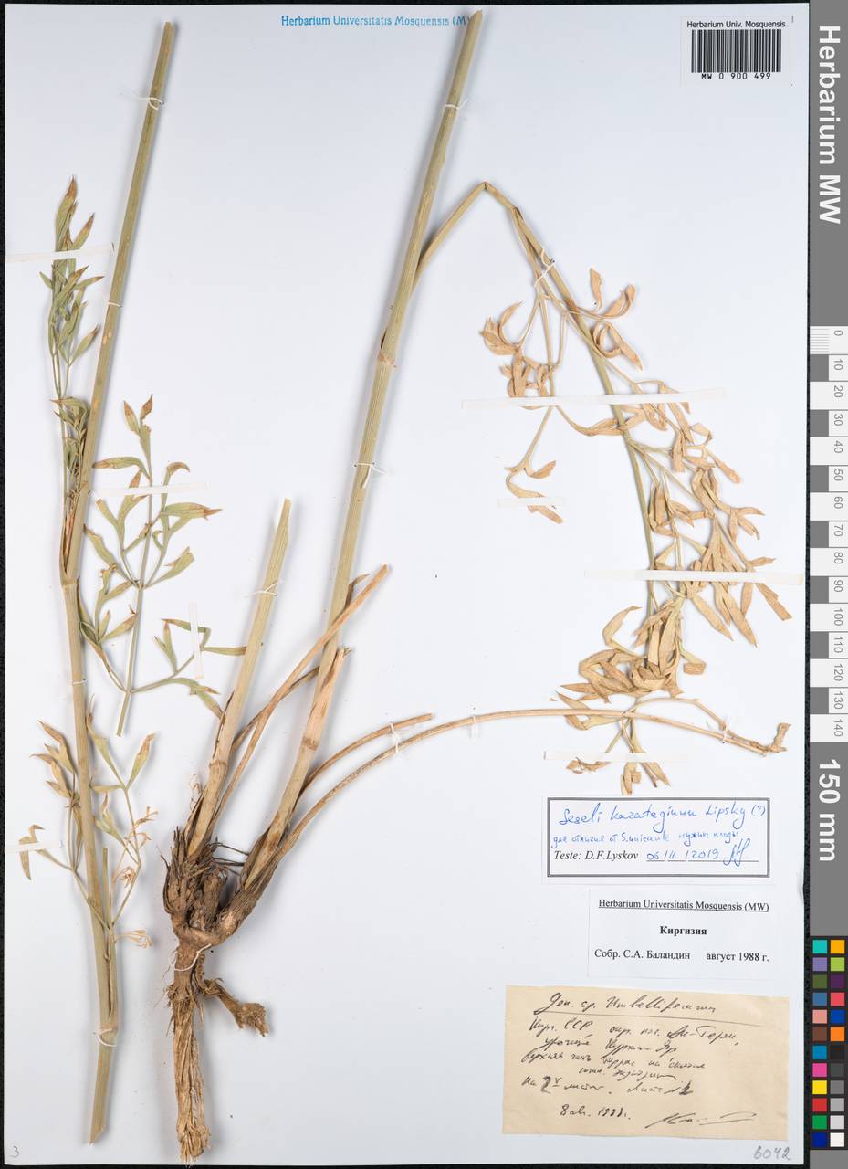 Жабрица каратегинская Lipsky, Средняя Азия и Казахстан, Западный Тянь-Шань и Каратау (M3) (Киргизия)