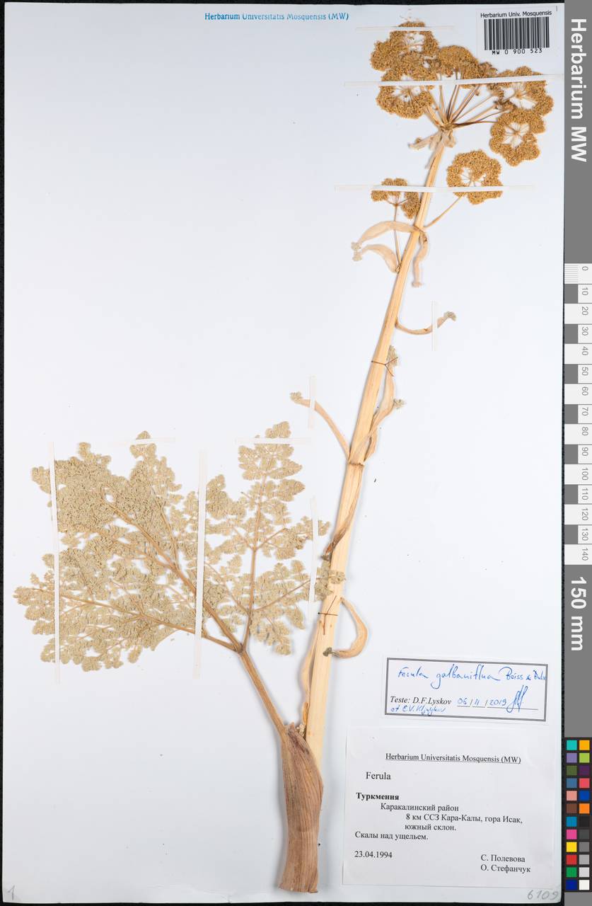 Ферула камеденосная Boiss., Средняя Азия и Казахстан, Копетдаг, Бадхыз, Малый и Большой Балхан (M1) (Туркмения)