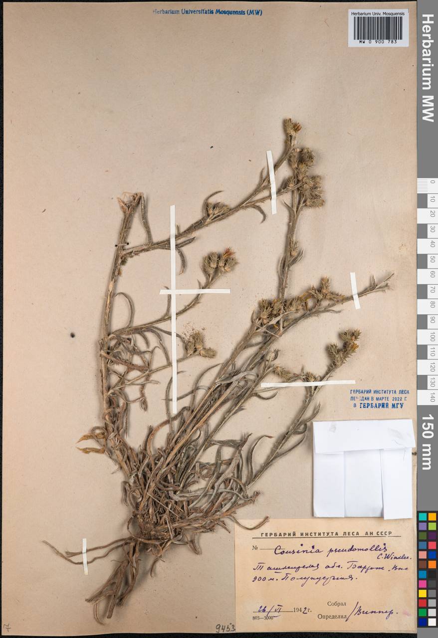 Кузиния ложномягкая C.Winkl., Средняя Азия и Казахстан, Западный Тянь-Шань и Каратау (M3) (Узбекистан)