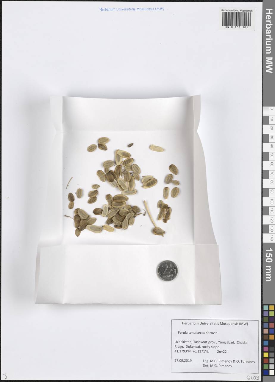 Ферула тонкорассеченная Korovin ex Pavlov, Средняя Азия и Казахстан, Западный Тянь-Шань и Каратау (M3) (Узбекистан)