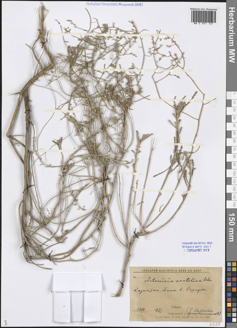 Полынь сантолинная Schrenk, Средняя Азия и Казахстан, Прикаспийский Устюрт и Северное Приаралье (M8) (Казахстан)