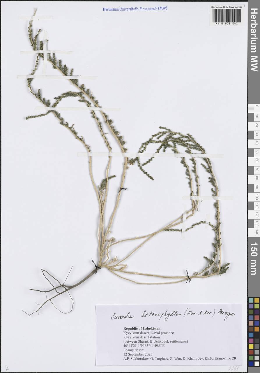 Сведа разнолистная (Kar. & Kir.) Boiss., Средняя Азия и Казахстан, Сырдарьинские пустыни и Кызылкумы (M7) (Узбекистан)