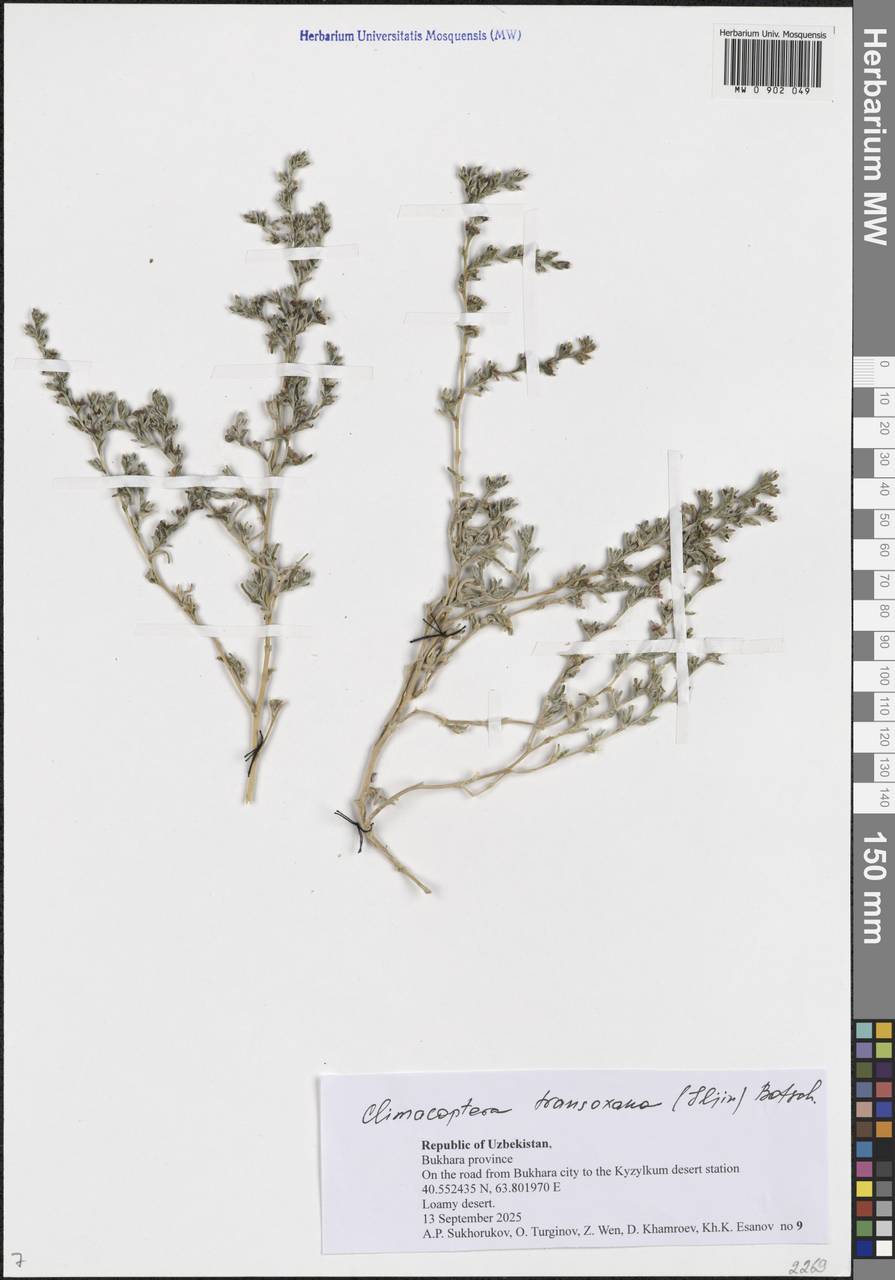 Climacoptera transoxana (Iljin) Botsch., Средняя Азия и Казахстан, Сырдарьинские пустыни и Кызылкумы (M7) (Узбекистан)