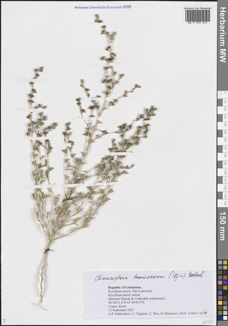 Climacoptera transoxana (Iljin) Botsch., Средняя Азия и Казахстан, Сырдарьинские пустыни и Кызылкумы (M7) (Узбекистан)