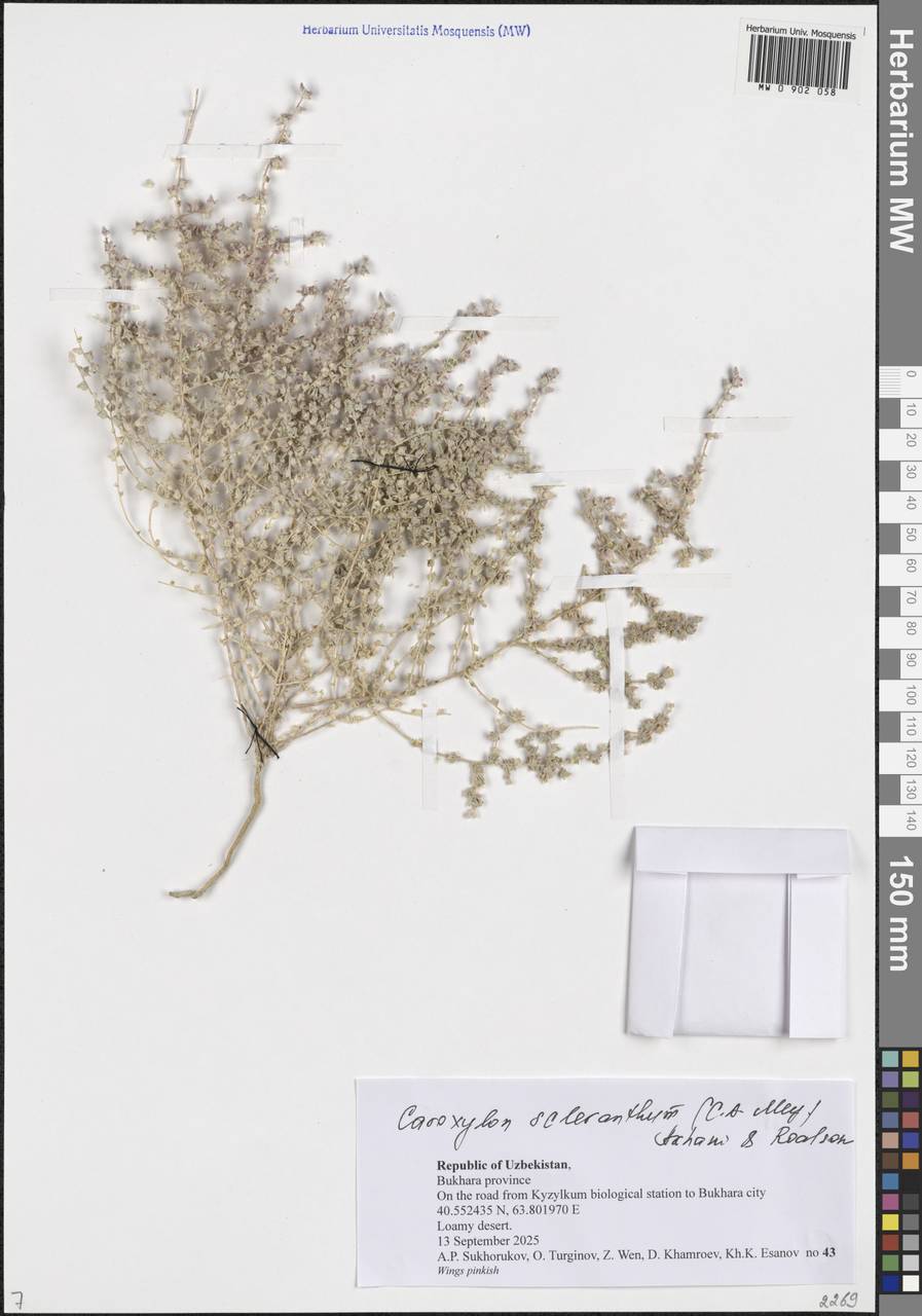 Caroxylon scleranthum (C.A.Mey.) Akhani & Roalson, Средняя Азия и Казахстан, Сырдарьинские пустыни и Кызылкумы (M7) (Узбекистан)