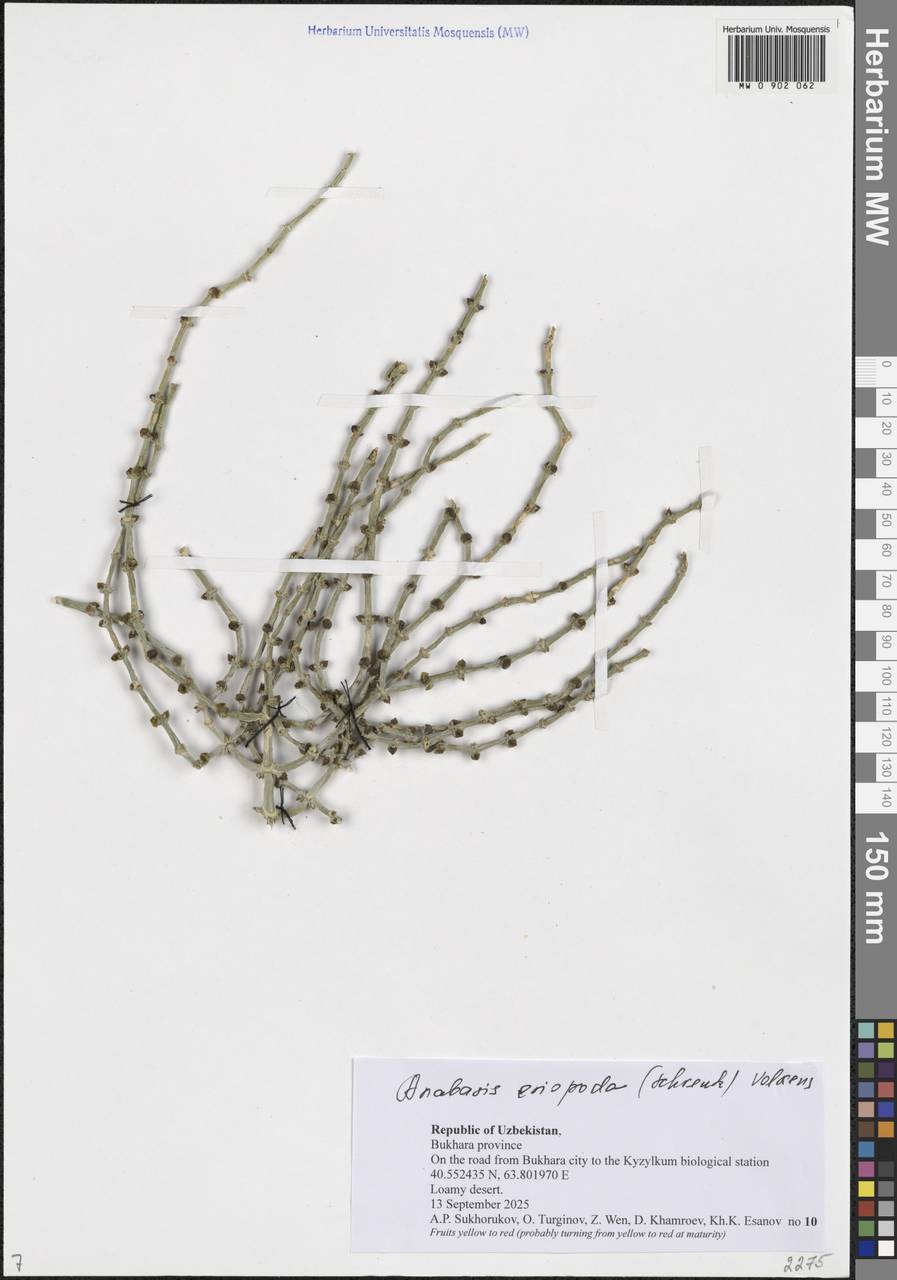 Анабазис шерстистоногий (C.A.Mey.) Benth. ex Volkens, Средняя Азия и Казахстан, Сырдарьинские пустыни и Кызылкумы (M7) (Узбекистан)