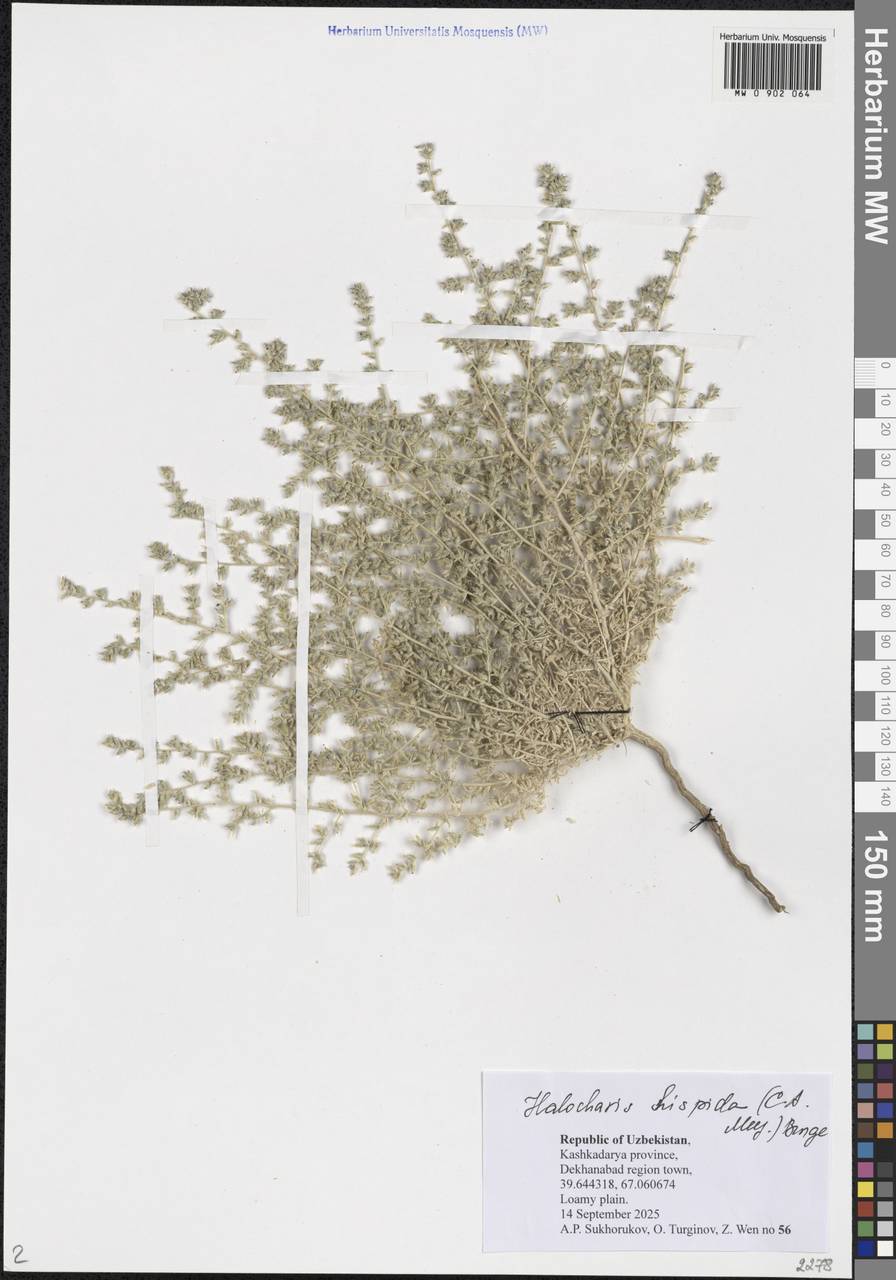 Галохарис щетинистоволосый (Schrenk) Bunge, Средняя Азия и Казахстан, Памир и Памиро-Алай (M2) (Узбекистан)