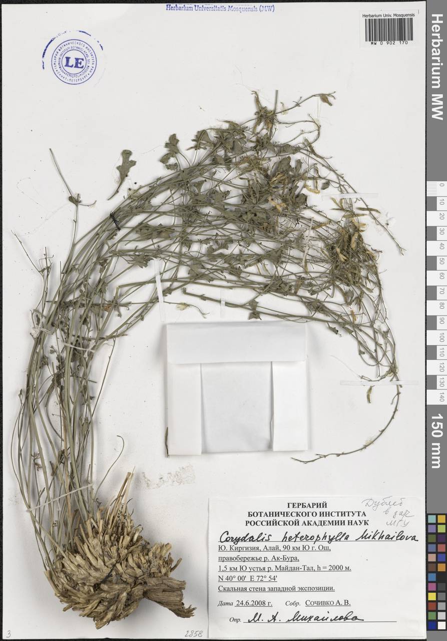 Corydalis heterophylla Mikhailova, Средняя Азия и Казахстан, Западный Тянь-Шань и Каратау (M3) (Киргизия)