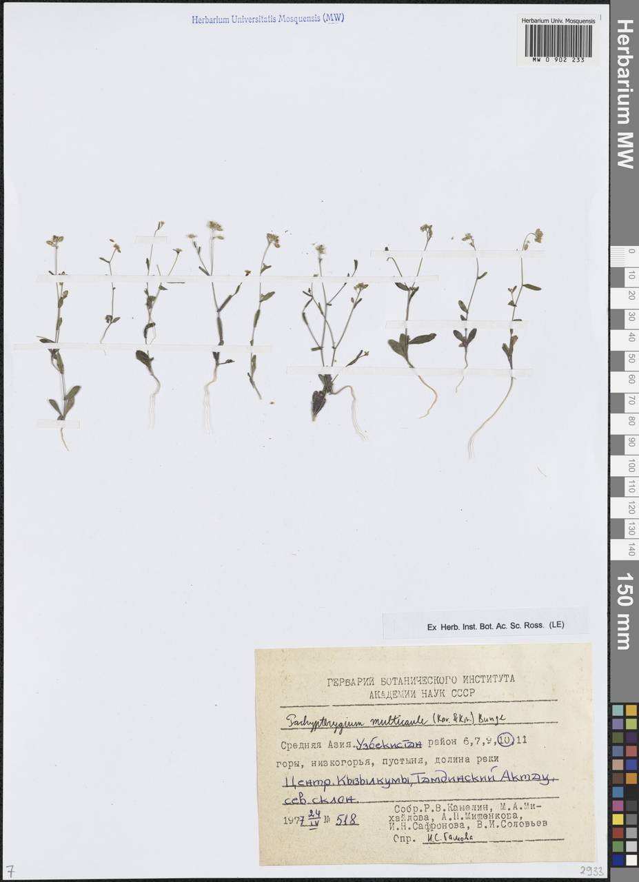 Вайда многостебельная (Kar. & Kir.) Jafri, Средняя Азия и Казахстан, Сырдарьинские пустыни и Кызылкумы (M7) (Узбекистан)