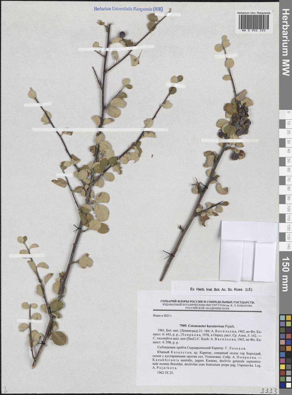 Cotoneaster karatavicus Pojark., Средняя Азия и Казахстан, Западный Тянь-Шань и Каратау (M3) (Казахстан)