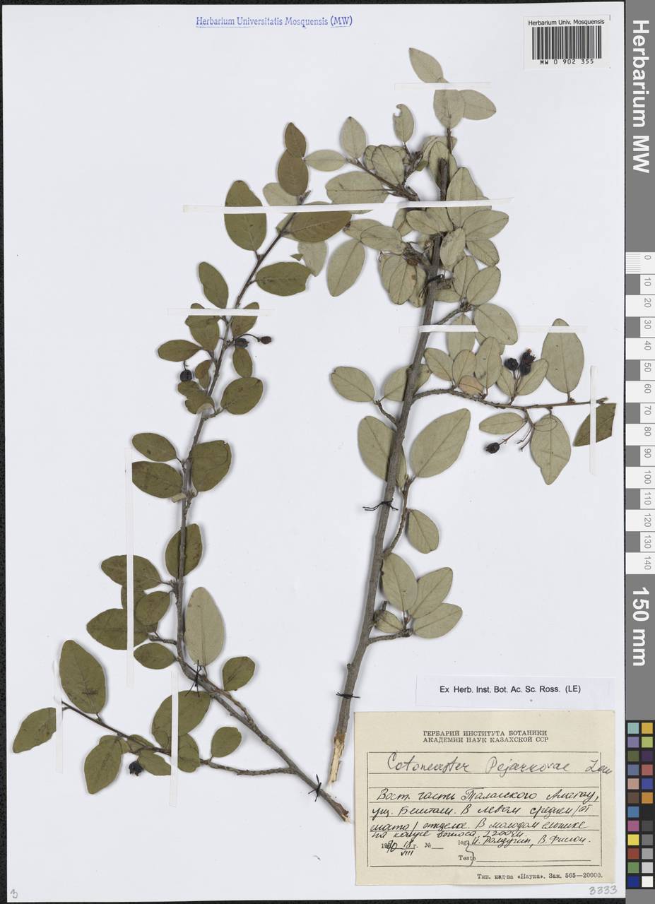 Cotoneaster alatavicus Popov, Средняя Азия и Казахстан, Западный Тянь-Шань и Каратау (M3) (Киргизия)