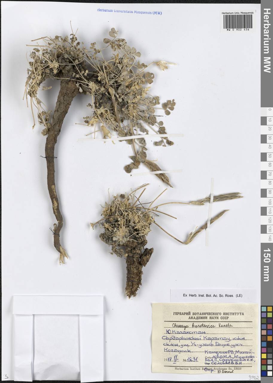 Chesneya karatavica Kamelin, Средняя Азия и Казахстан, Западный Тянь-Шань и Каратау (M3) (Казахстан)