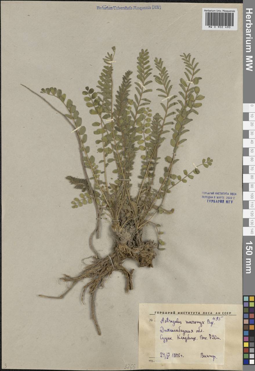 Астрагал длинноноготковый Bunge, Средняя Азия и Казахстан, Западный Тянь-Шань и Каратау (M3) (Киргизия)
