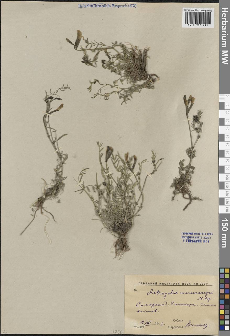 Астрагал Юрацки, Средняя Азия и Казахстан, Памир и Памиро-Алай (M2) (Узбекистан)