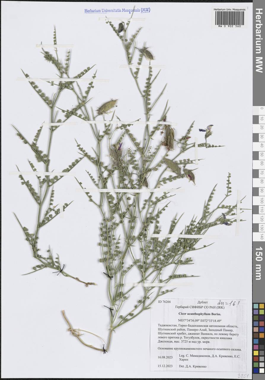 Cicer acanthophyllum Boriss., Средняя Азия и Казахстан, Памир и Памиро-Алай (M2) (Таджикистан)