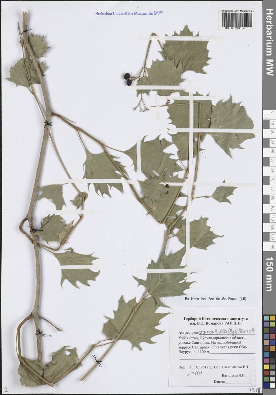 Ampelopsis vitifolia subsp. vitifolia, Средняя Азия и Казахстан, Памир и Памиро-Алай (M2) (Узбекистан)