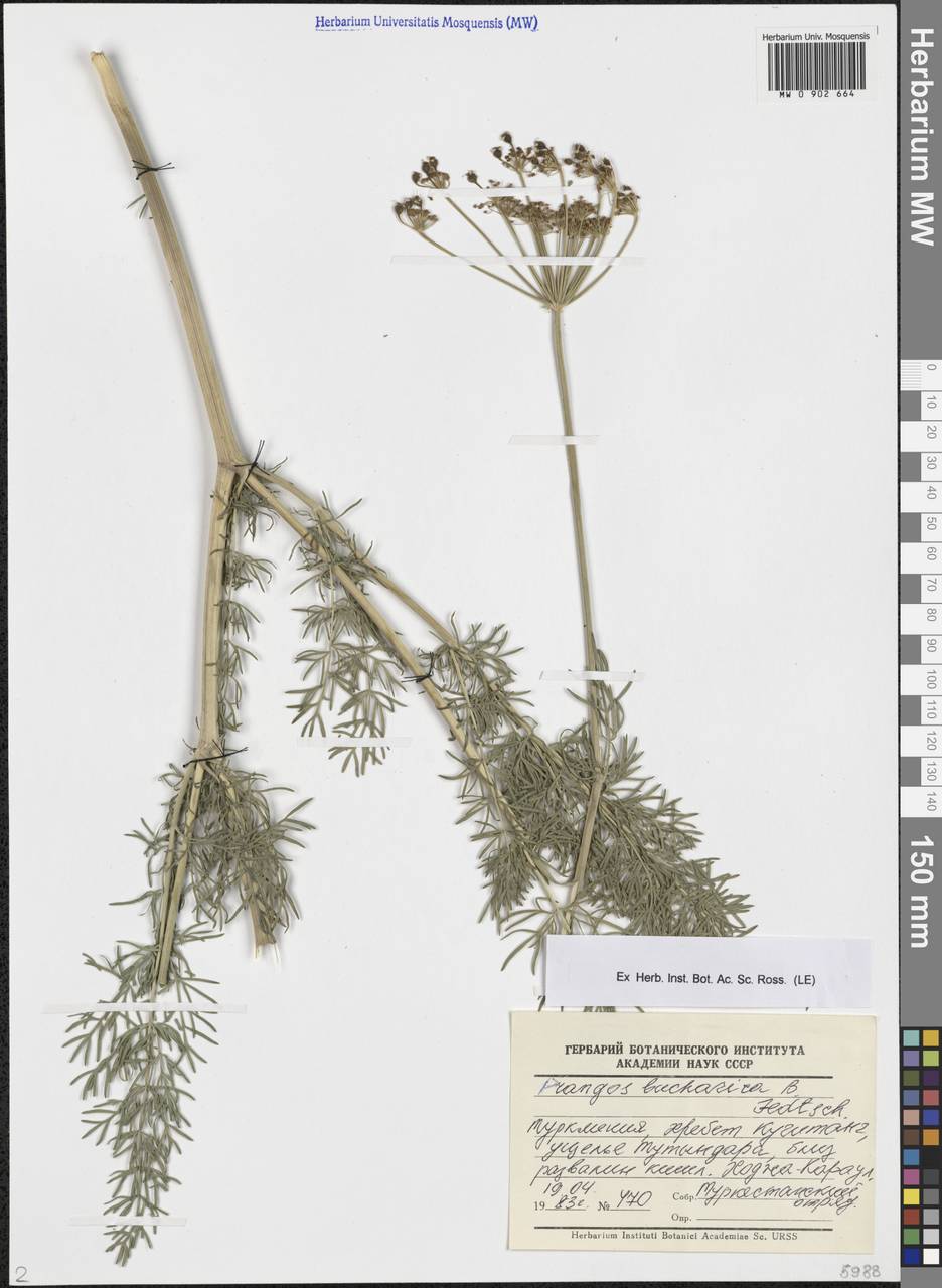 Прангос бухарский B.Fedtsch., Средняя Азия и Казахстан, Памир и Памиро-Алай (M2) (Туркмения)
