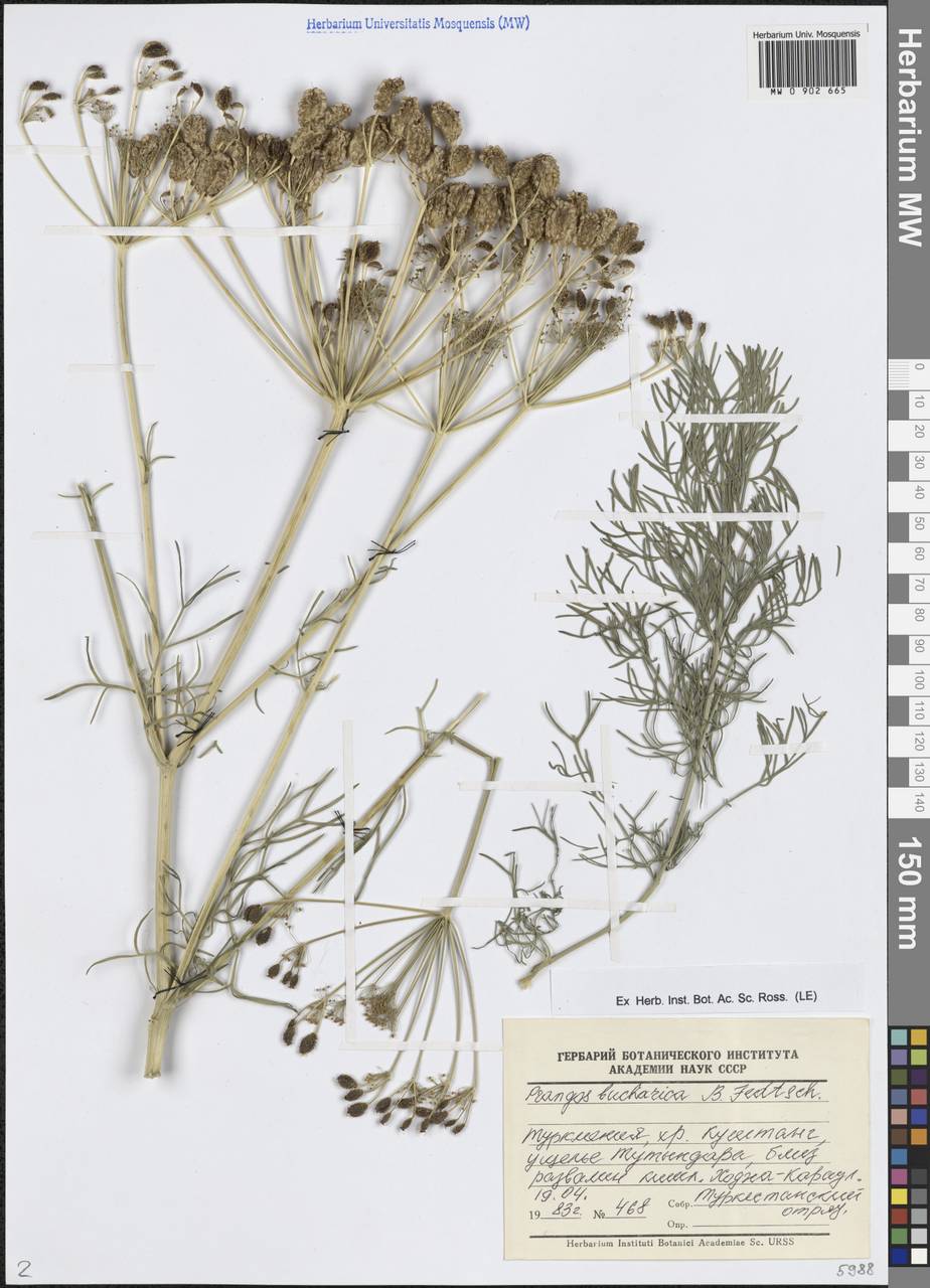 Прангос бухарский B.Fedtsch., Средняя Азия и Казахстан, Памир и Памиро-Алай (M2) (Туркмения)