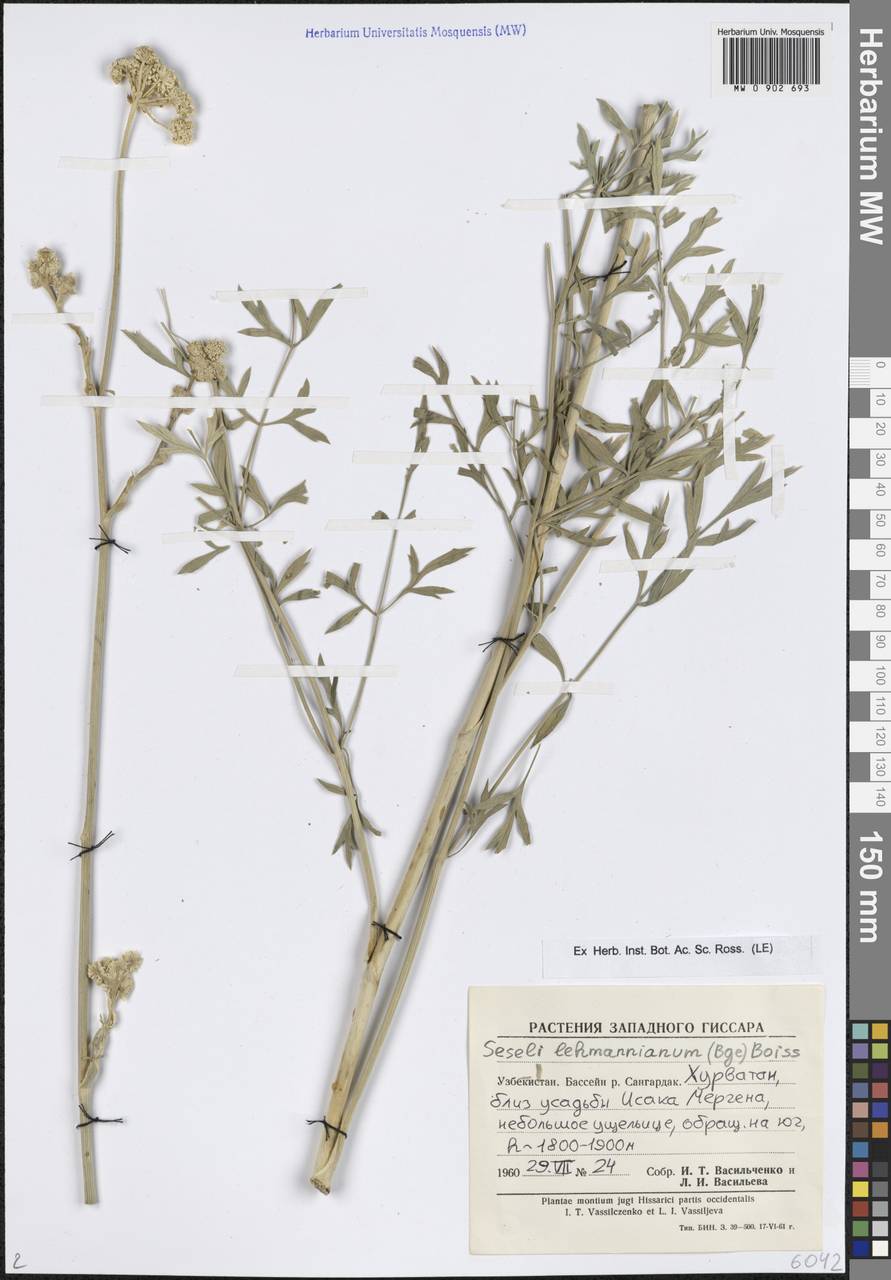 Жабрица леманновская (Bunge) Boiss., Средняя Азия и Казахстан, Памир и Памиро-Алай (M2) (Узбекистан)