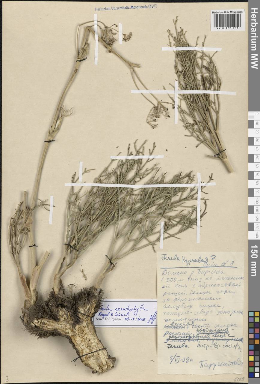 Ферула роголистная Regel & Schmalh., Средняя Азия и Казахстан, Западный Тянь-Шань и Каратау (M3) (Казахстан)