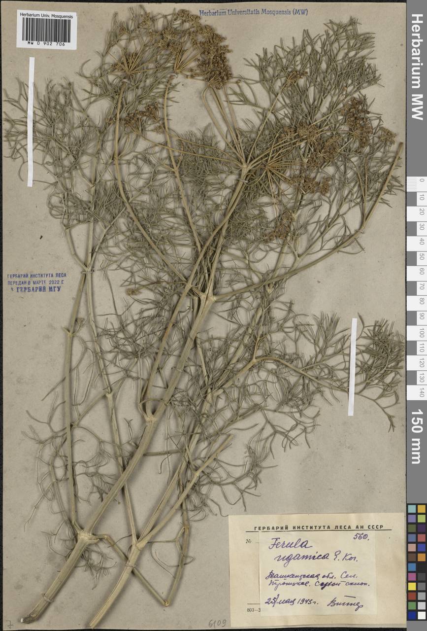 Ферула угамская Korovin, Средняя Азия и Казахстан, Сырдарьинские пустыни и Кызылкумы (M7) (Узбекистан)