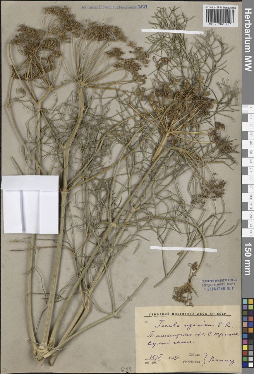 Ферула угамская Korovin, Средняя Азия и Казахстан, Сырдарьинские пустыни и Кызылкумы (M7) (Узбекистан)