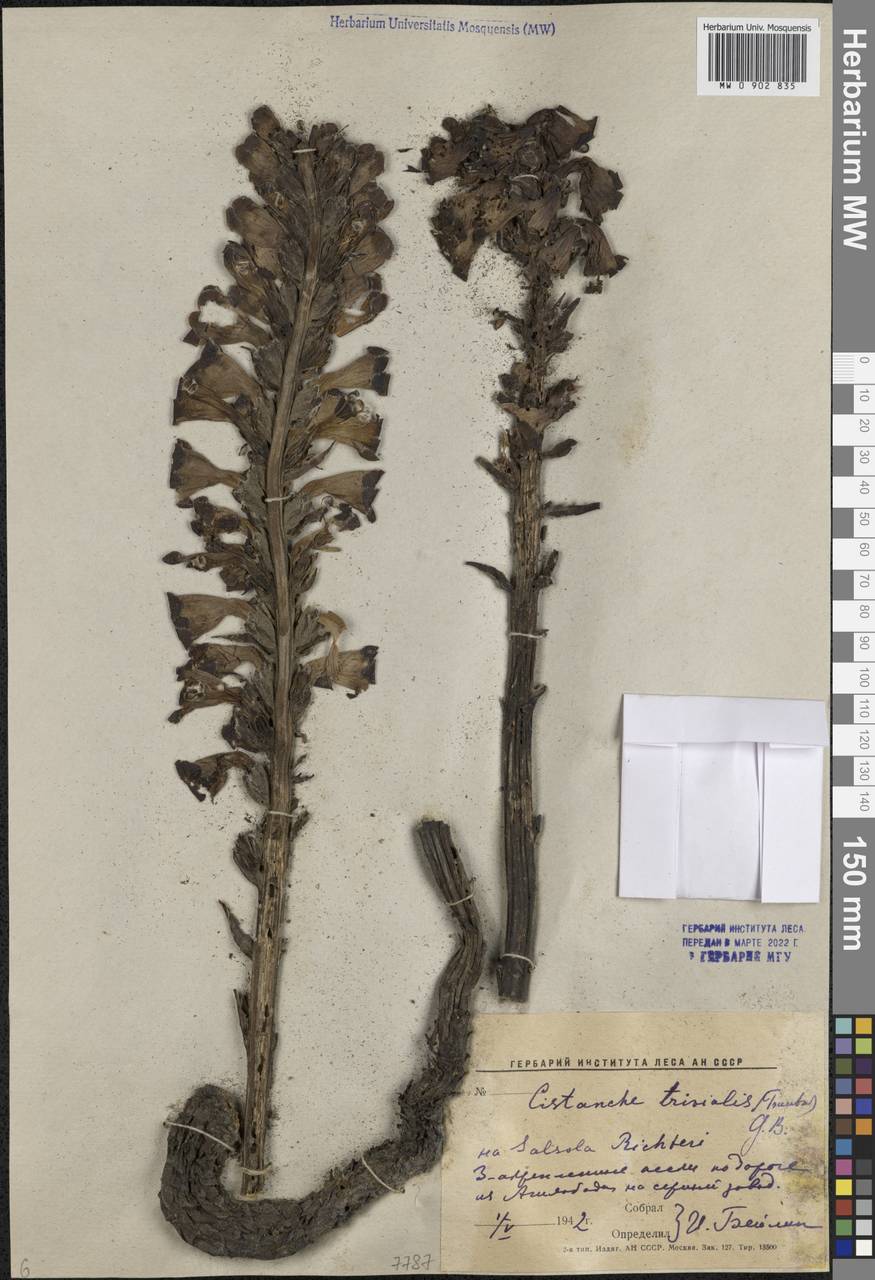 Цистанхе сомнительная (Bunge) Beck, Средняя Азия и Казахстан, Каракумы (M6) (Туркмения)