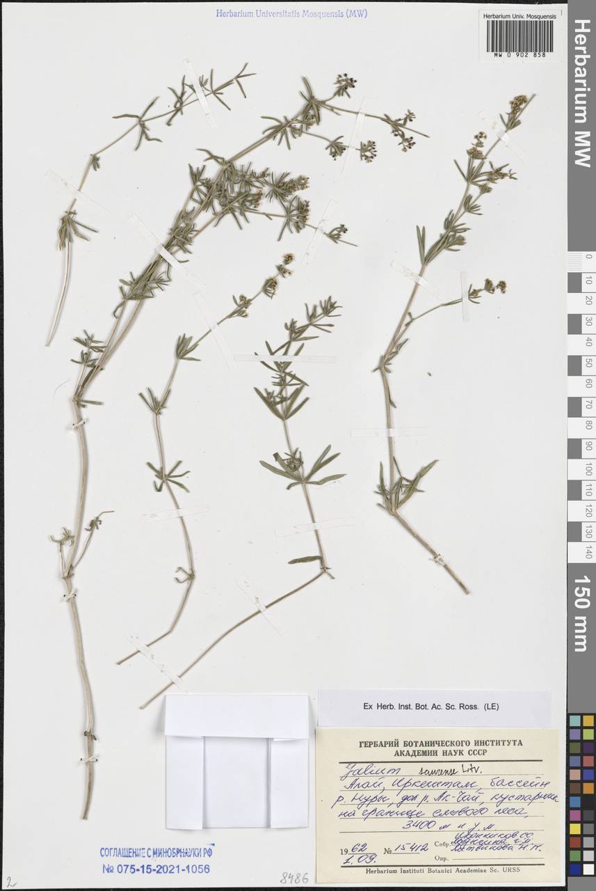 Подмаренник саурский Litv., Средняя Азия и Казахстан, Памир и Памиро-Алай (M2) (Киргизия)