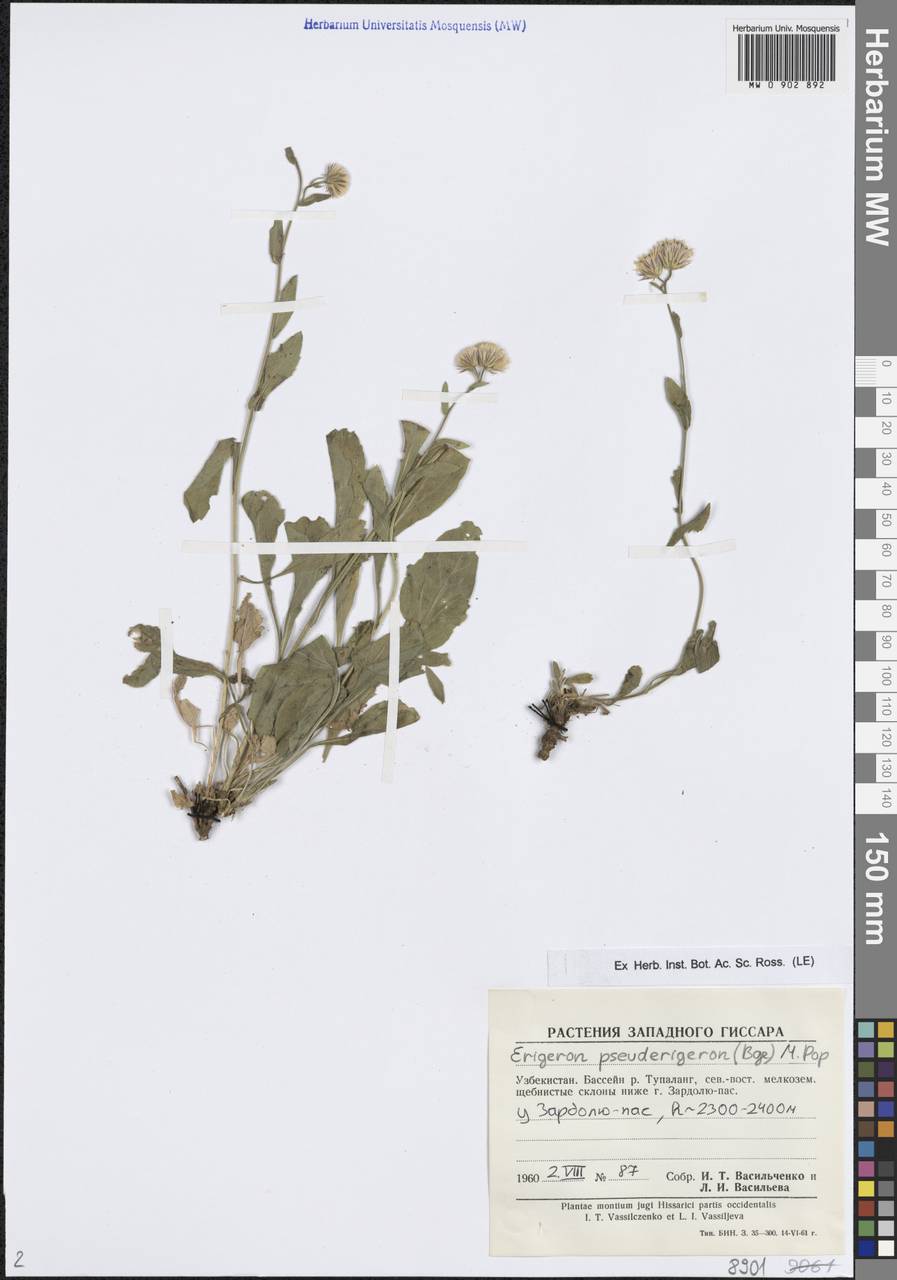 Психрогетон ложно-мелколепестник (Bunge) Novopokr. ex Nevski, Средняя Азия и Казахстан, Памир и Памиро-Алай (M2) (Узбекистан)