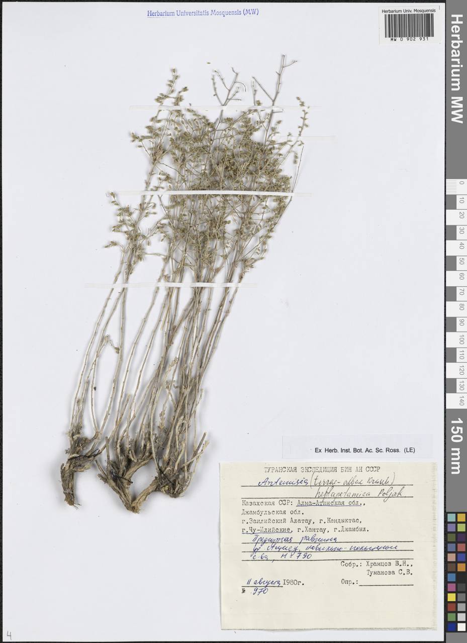 Artemisia heptapotamica