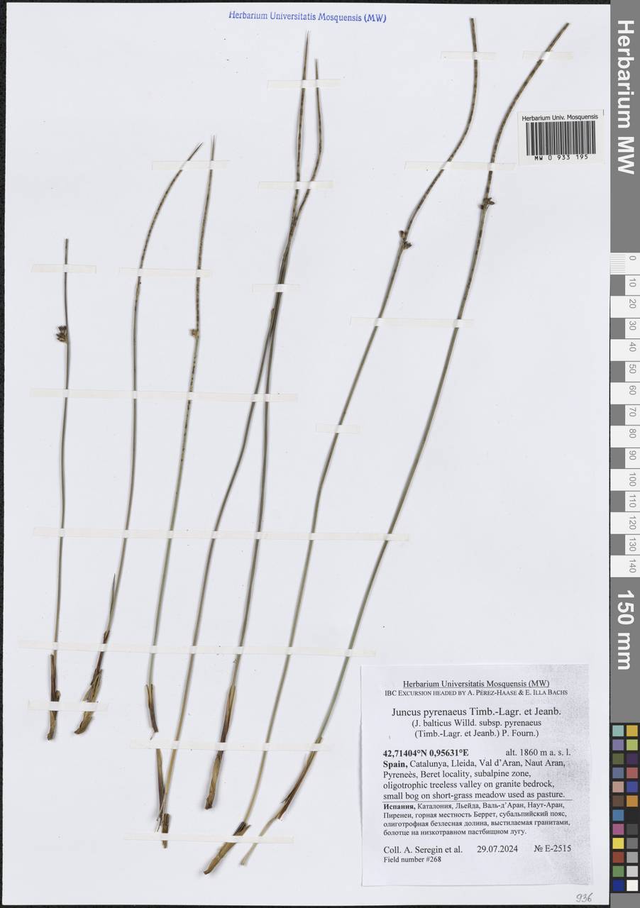 Juncus balticus subsp. pyrenaeus (Timb.-Lagr. & Jeanb.) P.Fourn., Западная Европа (EUR) (Испания)