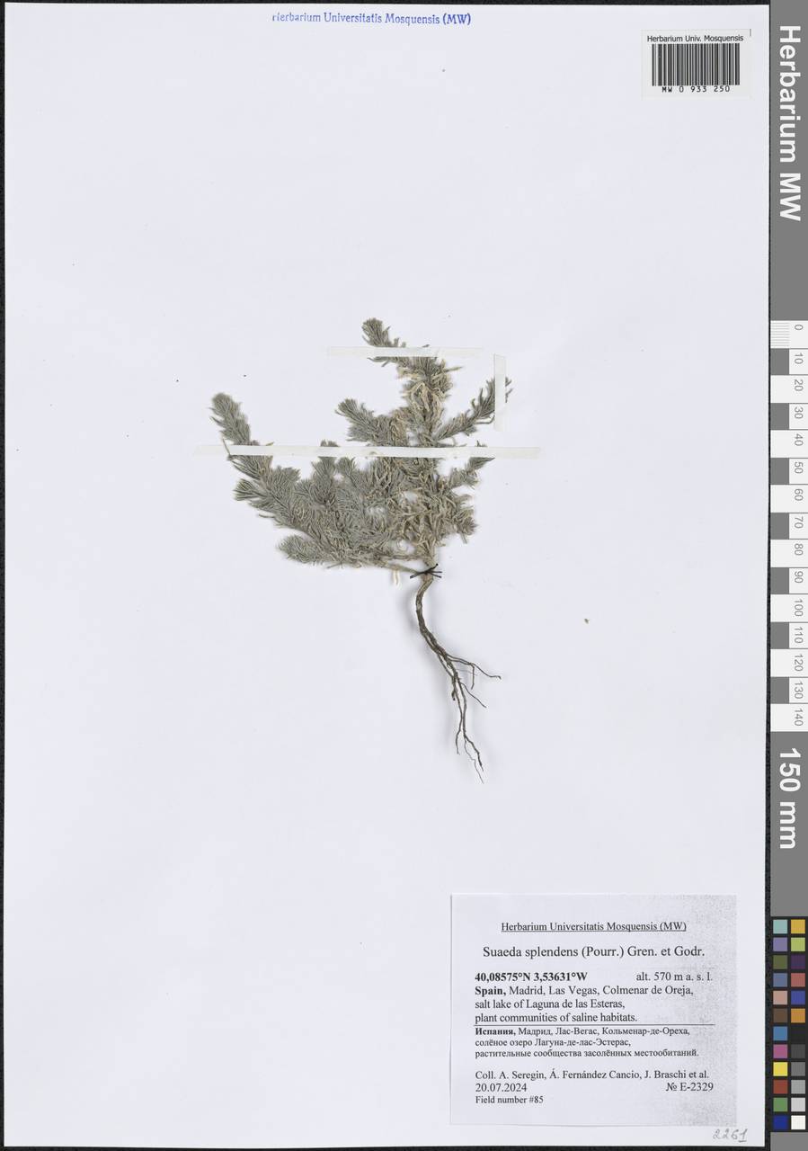 Suaeda splendens (Pourr.) Gren. & Godr., Западная Европа (EUR) (Испания)