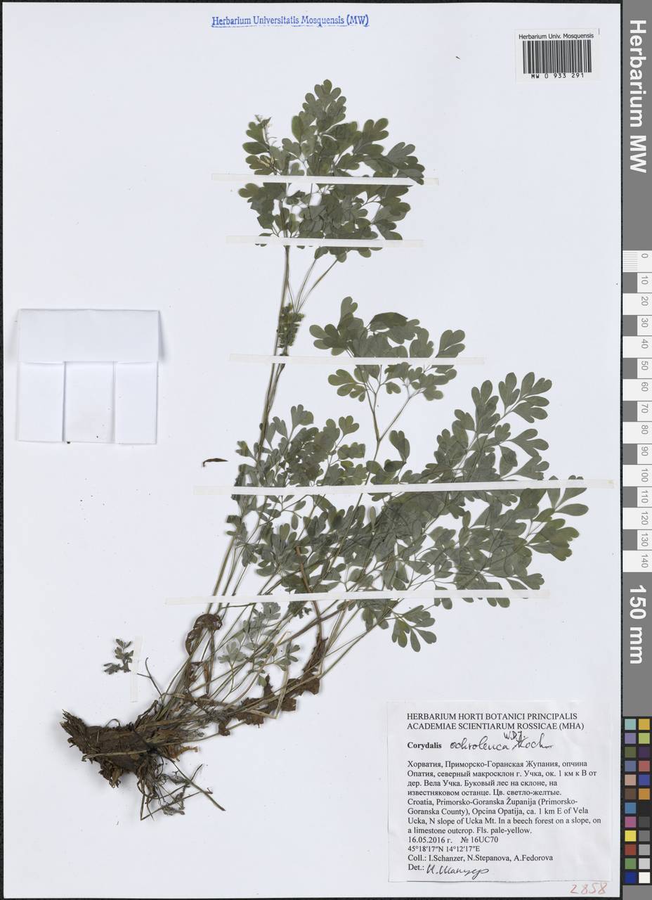 Pseudofumaria alba (Mill.) Lidén, Западная Европа (EUR) (Хорватия)