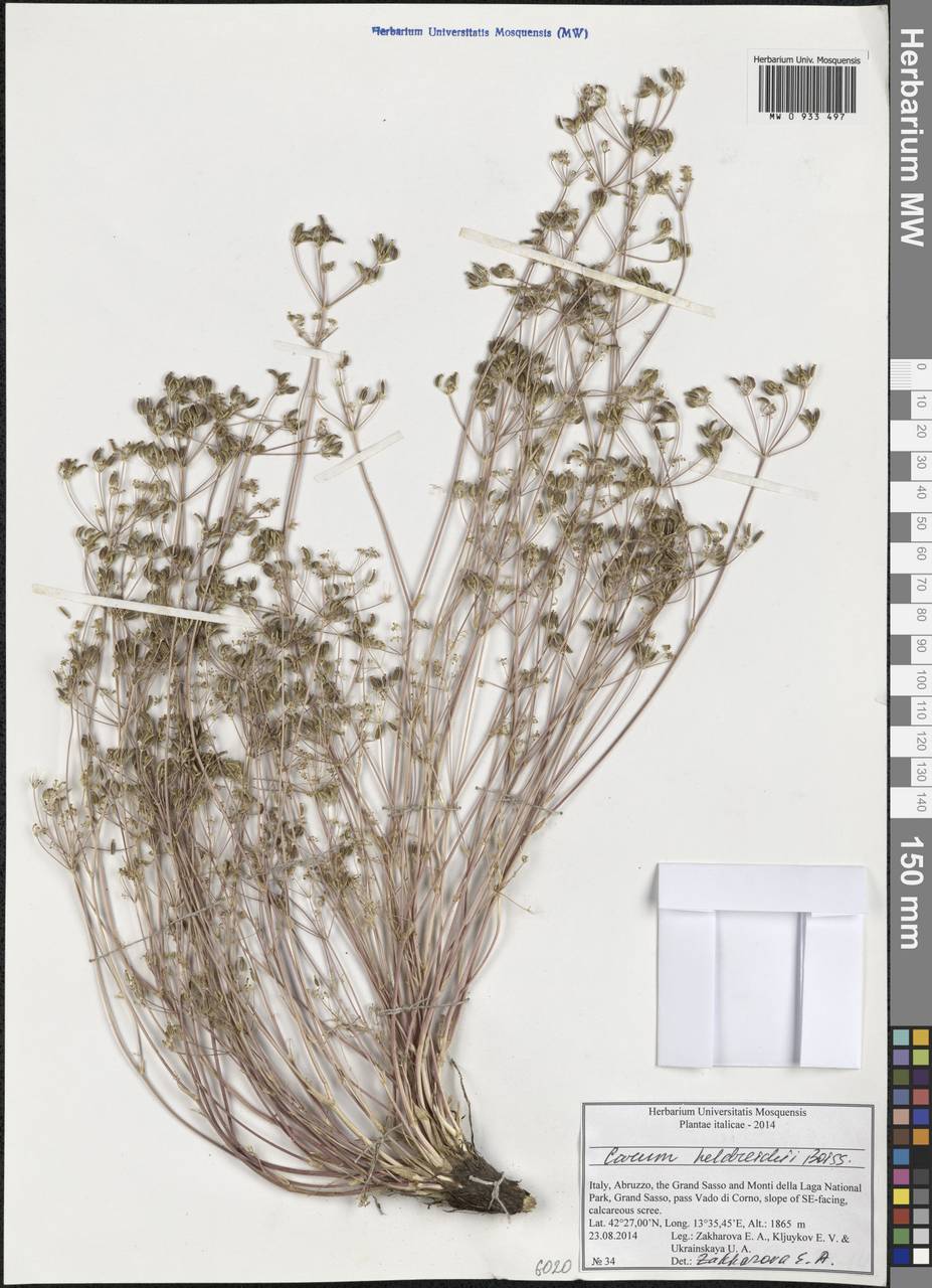 Carum heldreichii Boiss., Западная Европа (EUR) (Италия)