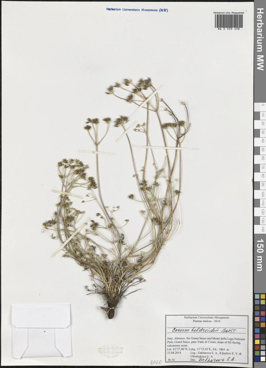 Carum heldreichii Boiss., Западная Европа (EUR) (Италия)