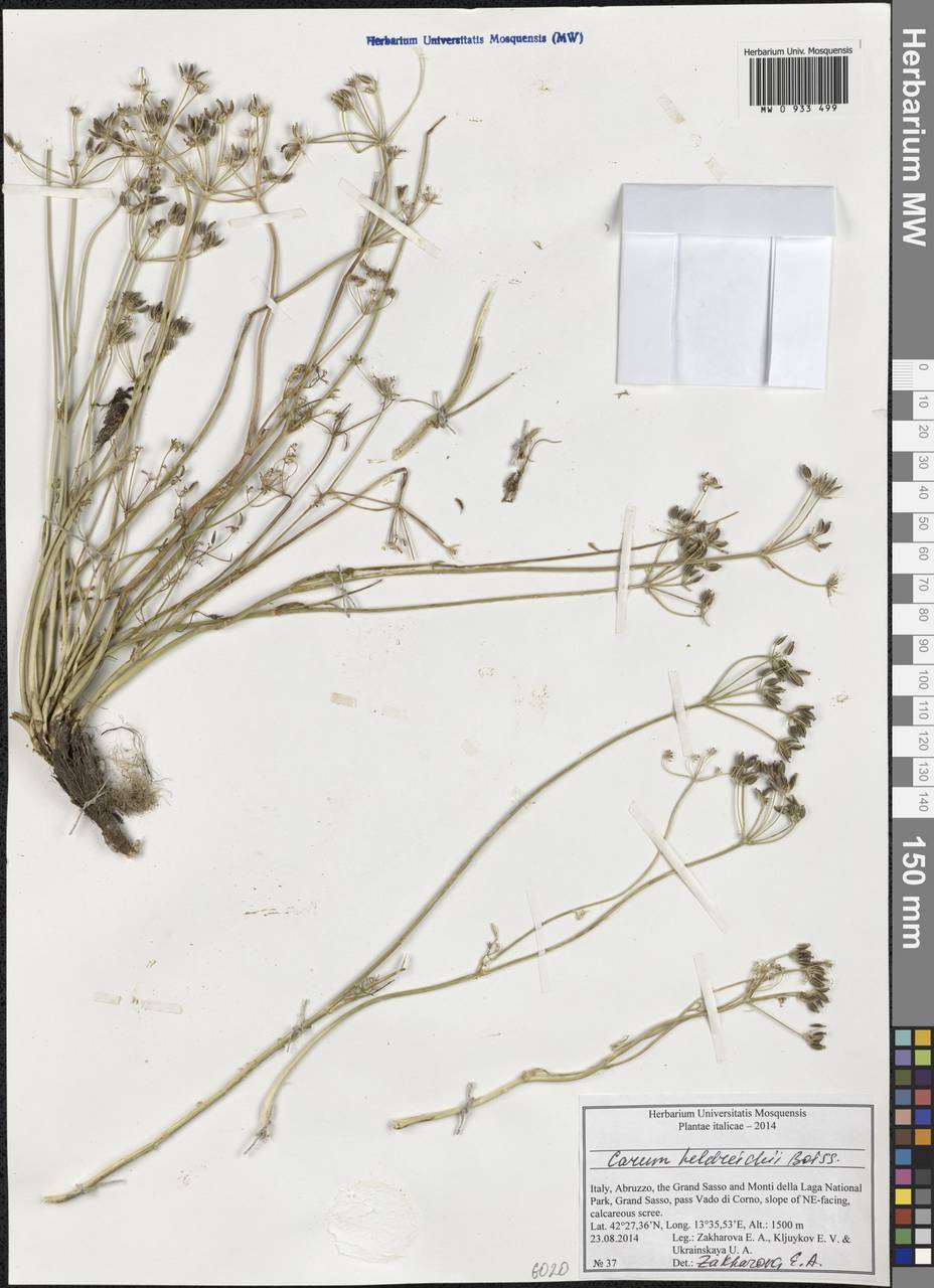 Carum heldreichii Boiss., Западная Европа (EUR) (Италия)