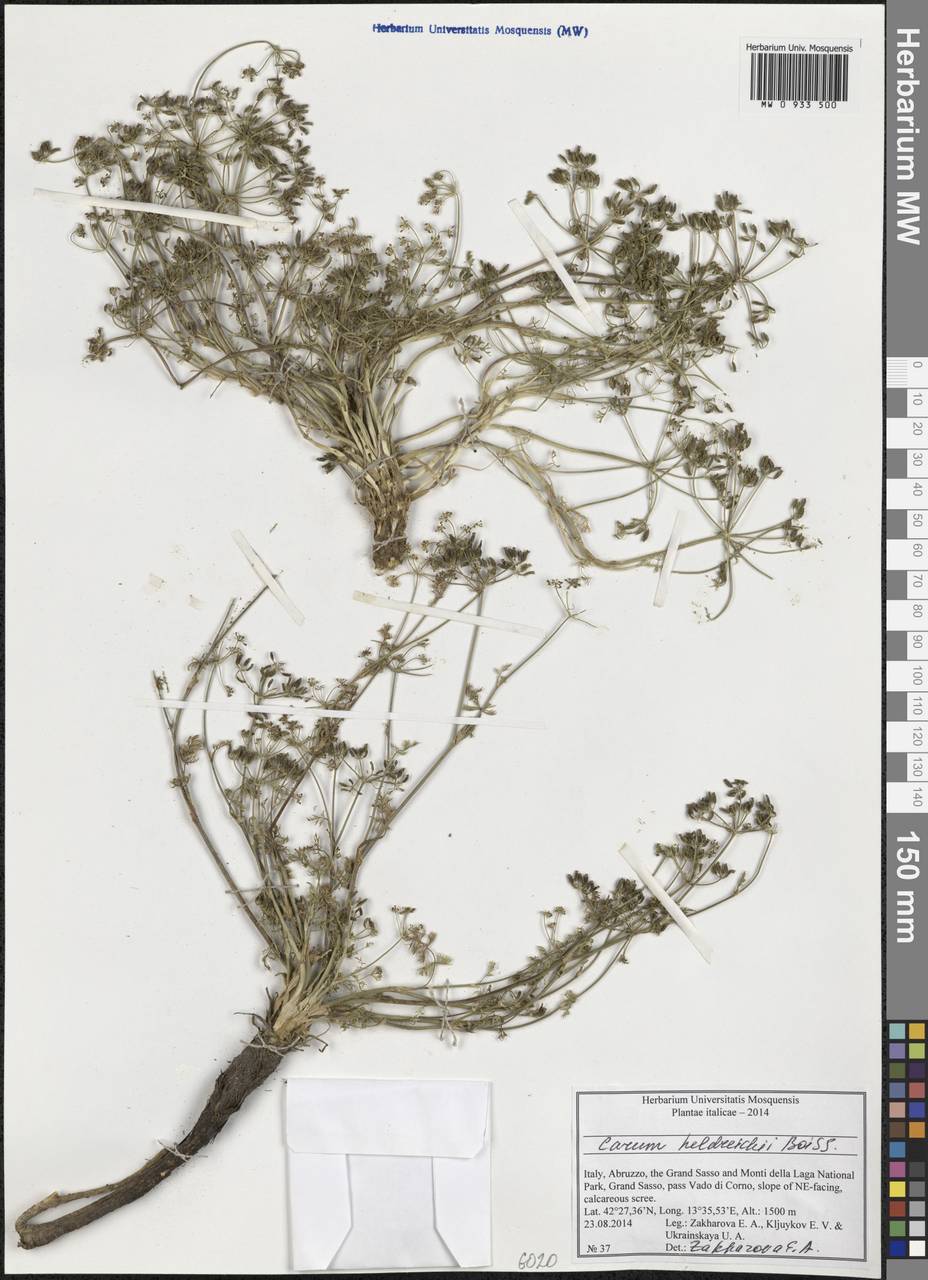 Carum heldreichii Boiss., Западная Европа (EUR) (Италия)