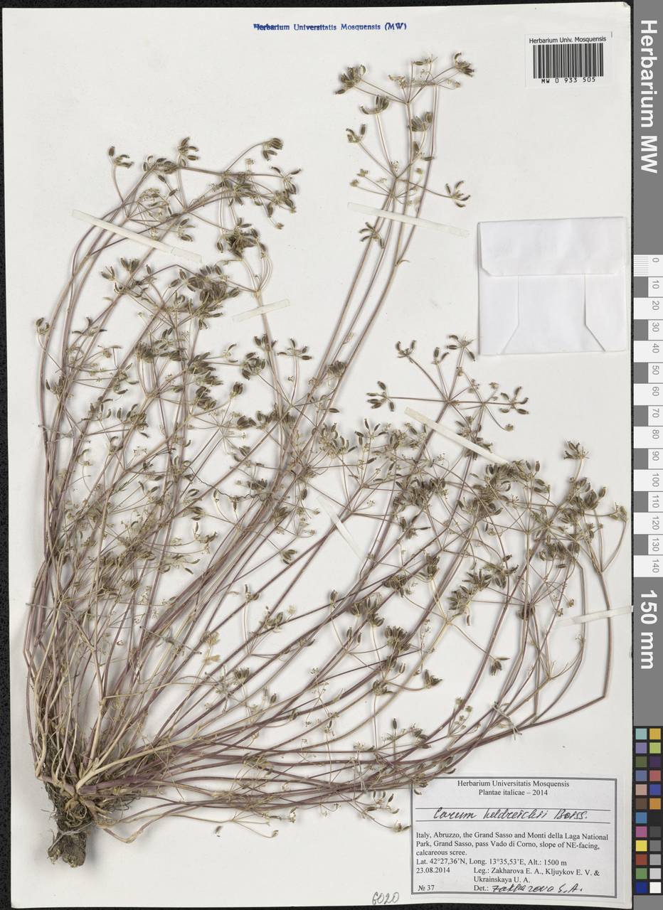 Carum heldreichii Boiss., Западная Европа (EUR) (Италия)