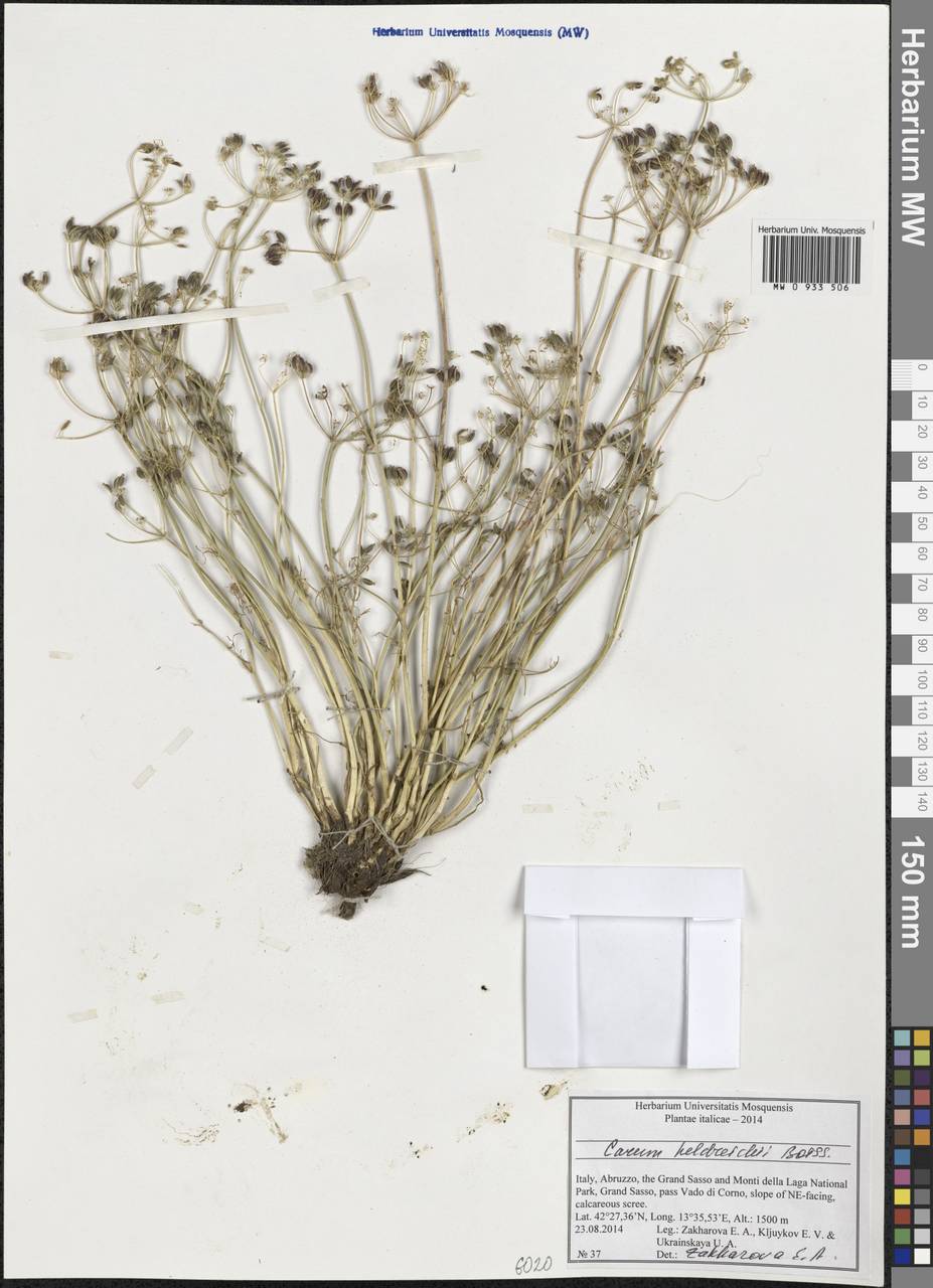 Carum heldreichii Boiss., Западная Европа (EUR) (Италия)