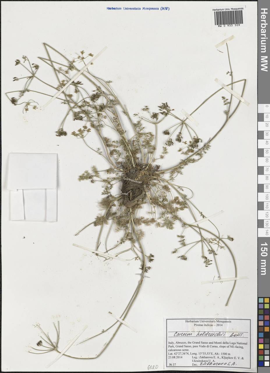Carum heldreichii Boiss., Западная Европа (EUR) (Италия)