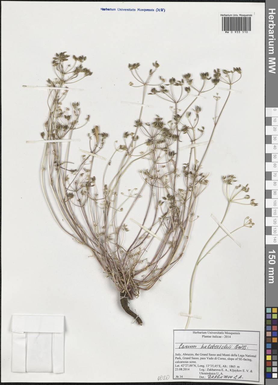 Carum heldreichii Boiss., Западная Европа (EUR) (Италия)