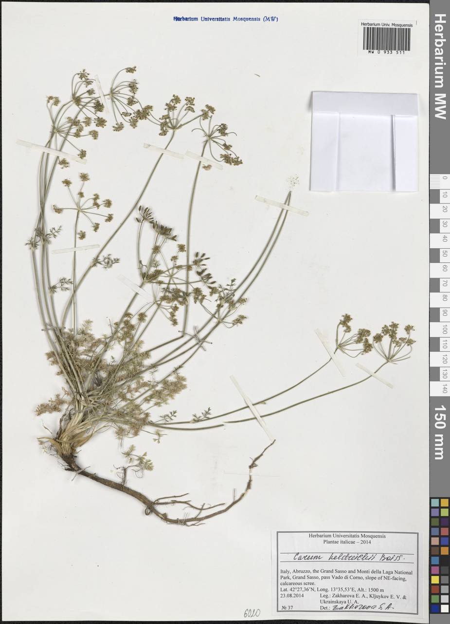 Carum heldreichii Boiss., Западная Европа (EUR) (Италия)