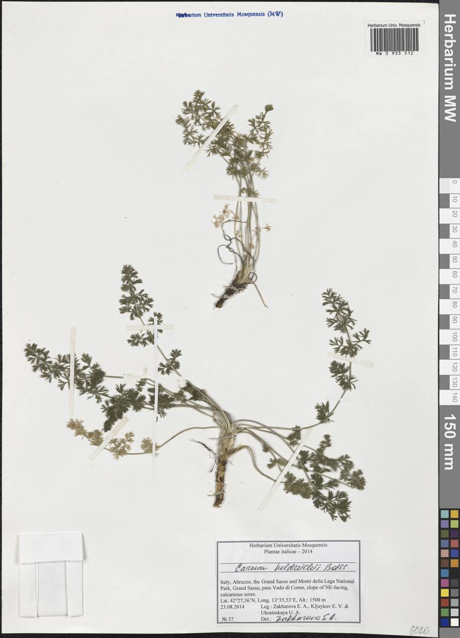 Carum heldreichii Boiss., Западная Европа (EUR) (Италия)