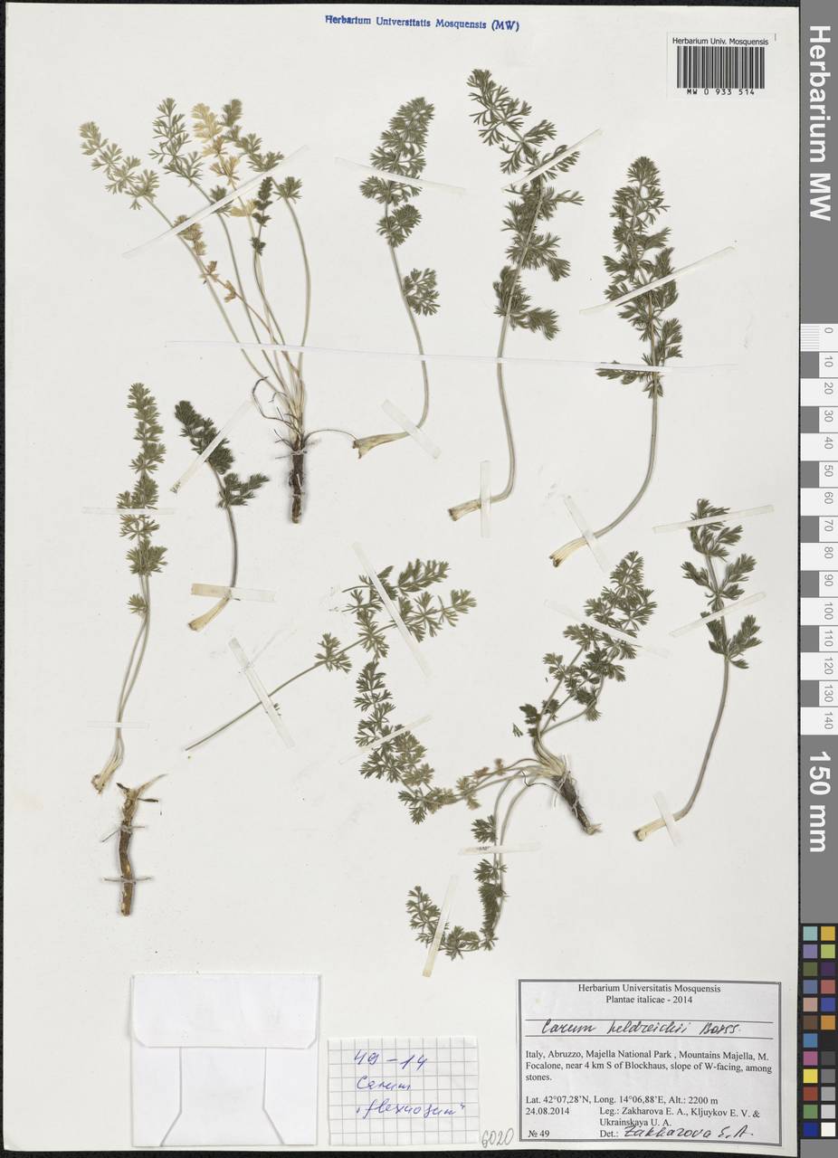 Carum heldreichii Boiss., Западная Европа (EUR) (Италия)