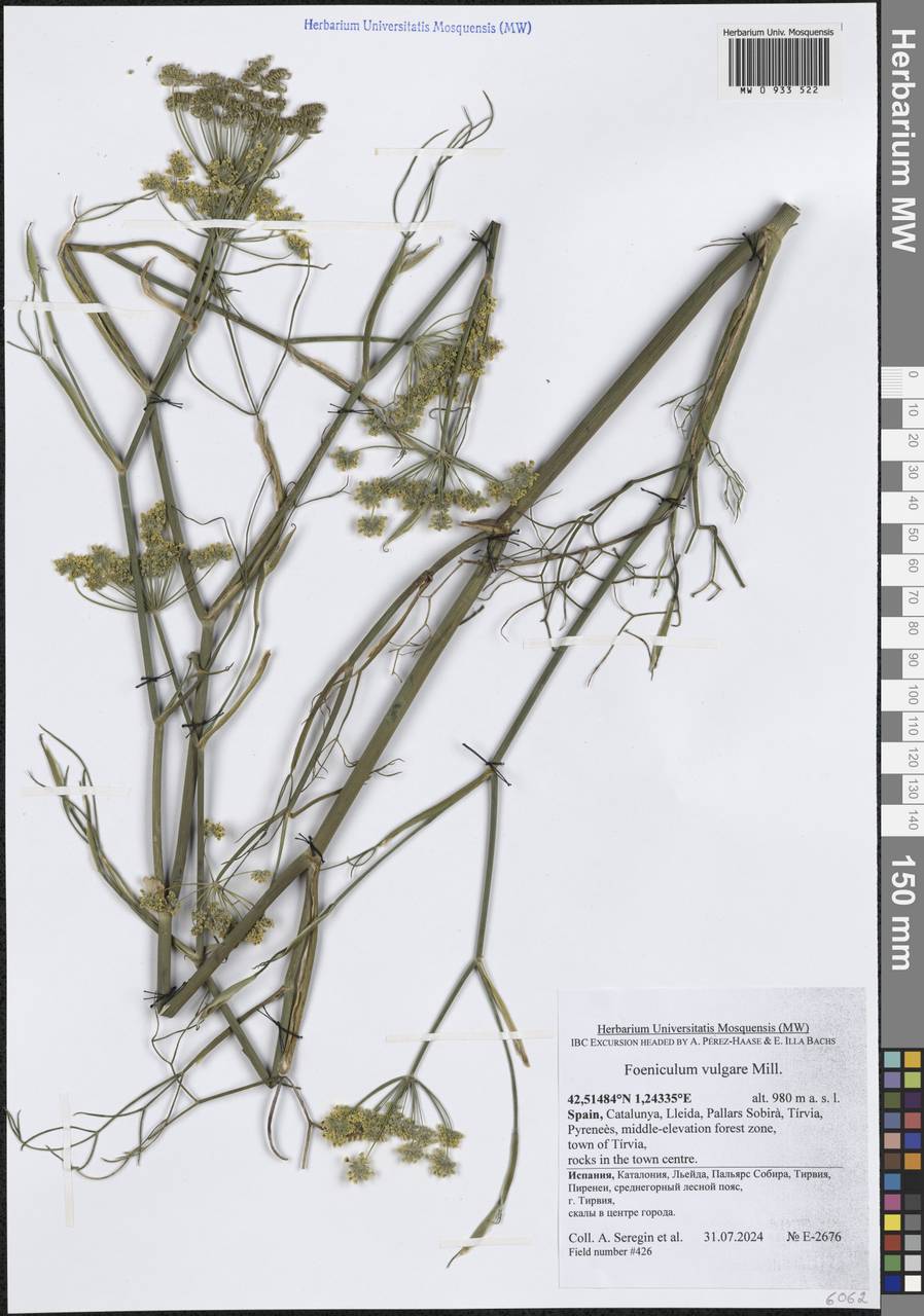 Anethum foeniculum L., Западная Европа (EUR) (Испания)