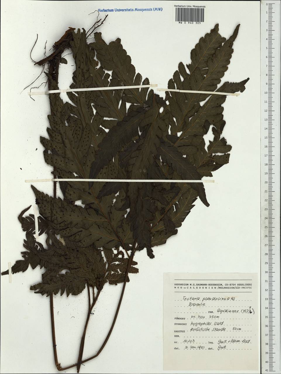 Tectaria pseudosinuata Brownlie, Австралия и Океания (AUSTR) (Новая Каледония)